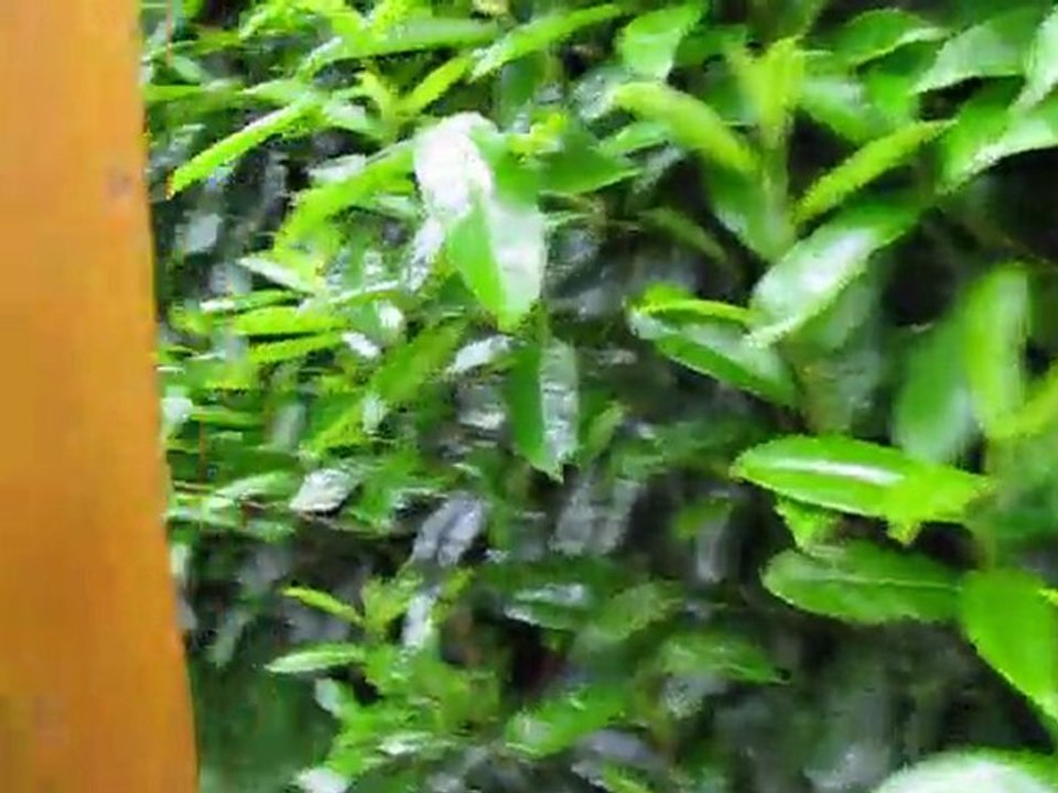 Grossesse nerveuse lapin