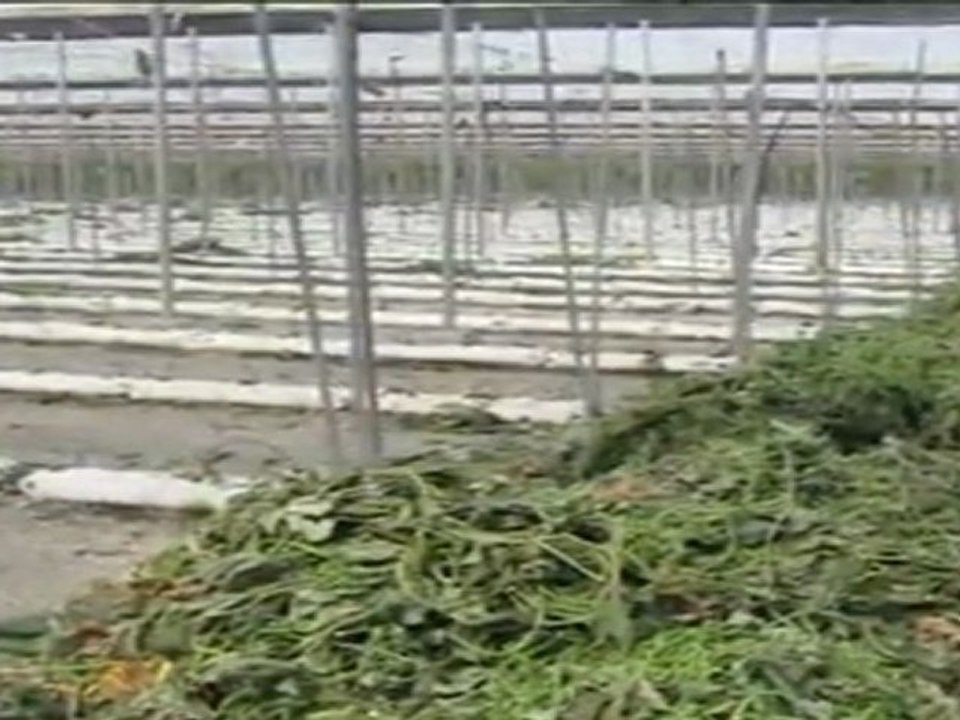 Arrancan las plantas de los pepinos por el rechazo alemán