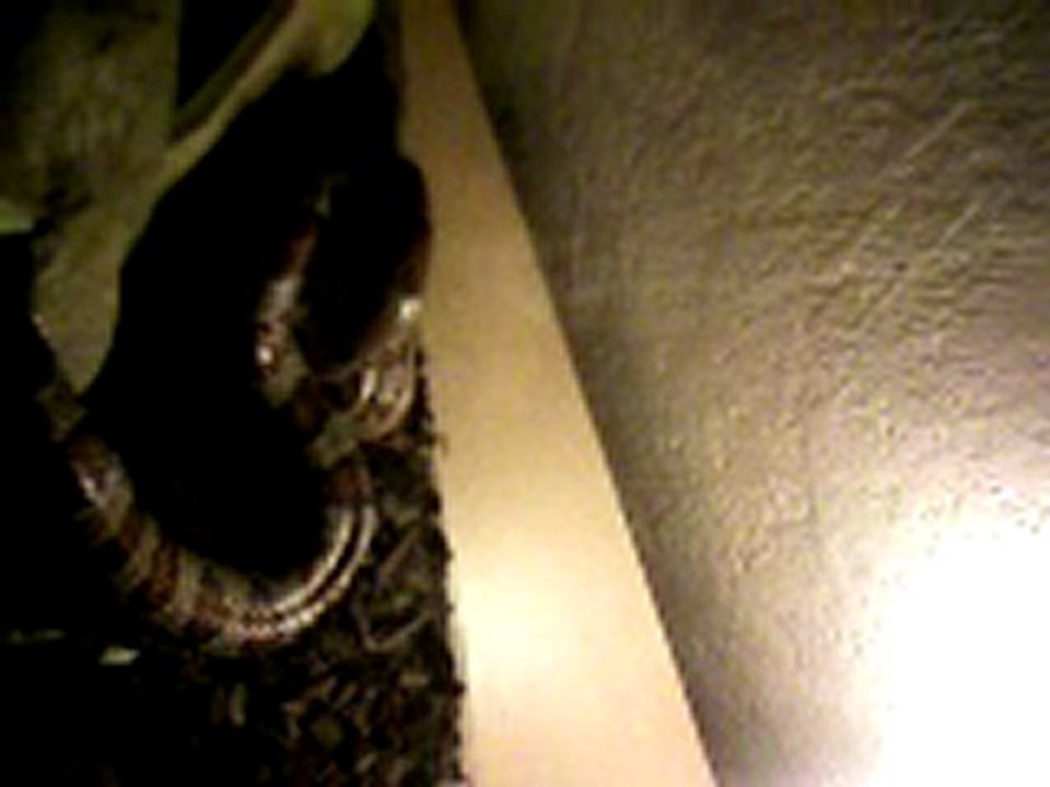 Souris qui ce fait mangè