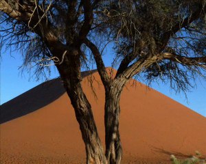 Namibie - Dunes du Namib