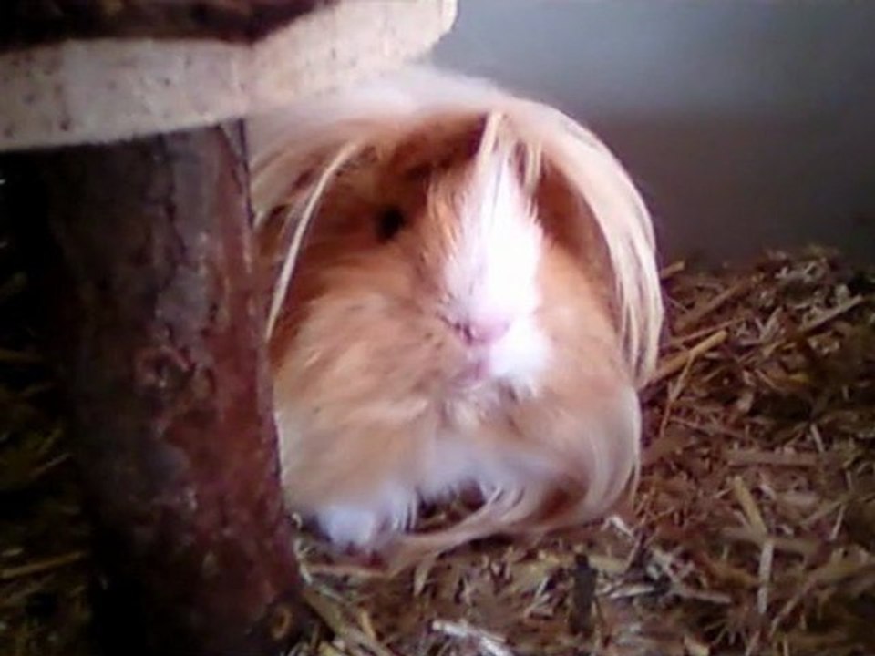 cochonoux