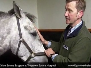 Equine Vet, treating colic in horse at equine clinic