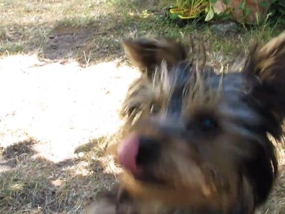 Gin Fizz adore le fromage de brebis basque