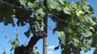 A la découverte des Vignes et des Paysages de st Jean de la Porte