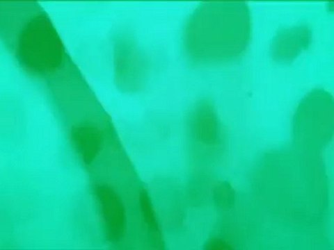 Crystal Stilts - Through The Floor