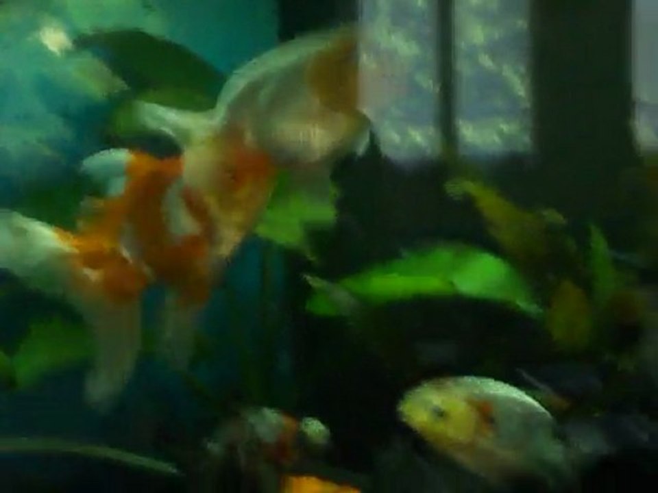 Accouplement ranchu / oranda