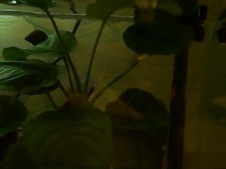 Alevins oranda / ranchu