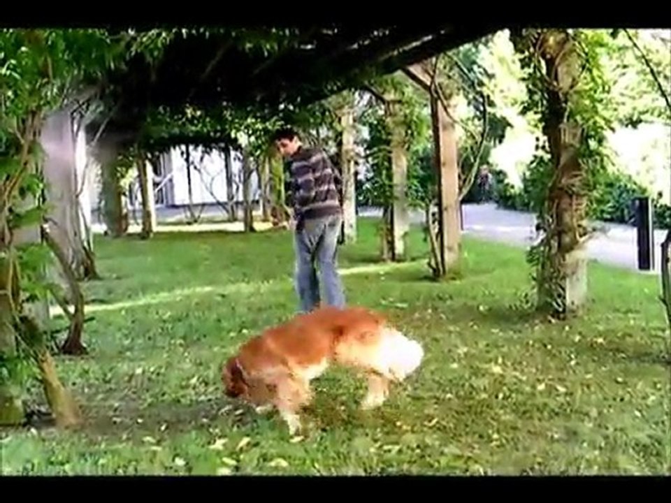 ecoledeschiens.com - éducation canine et dressage de chien à domicile