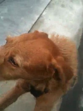 En hommage à Nuts qui nous a quitté ...