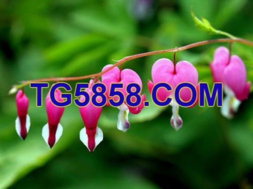 사이트카지노♤나이트팔라스♤DEBAK66.COM♤스타카지노♤타짜카지노