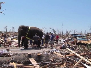 Un éléphant aide les secouristes de Joplin
