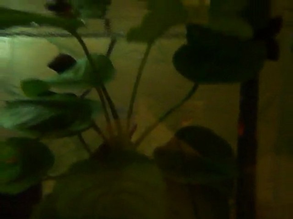 Alevins ranchu / oranda du 03.05.11