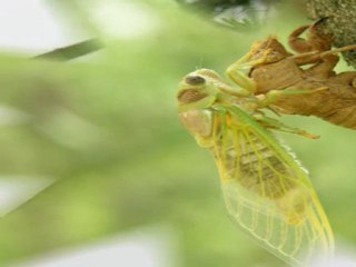 Imago de la CIGALE par AlainM.