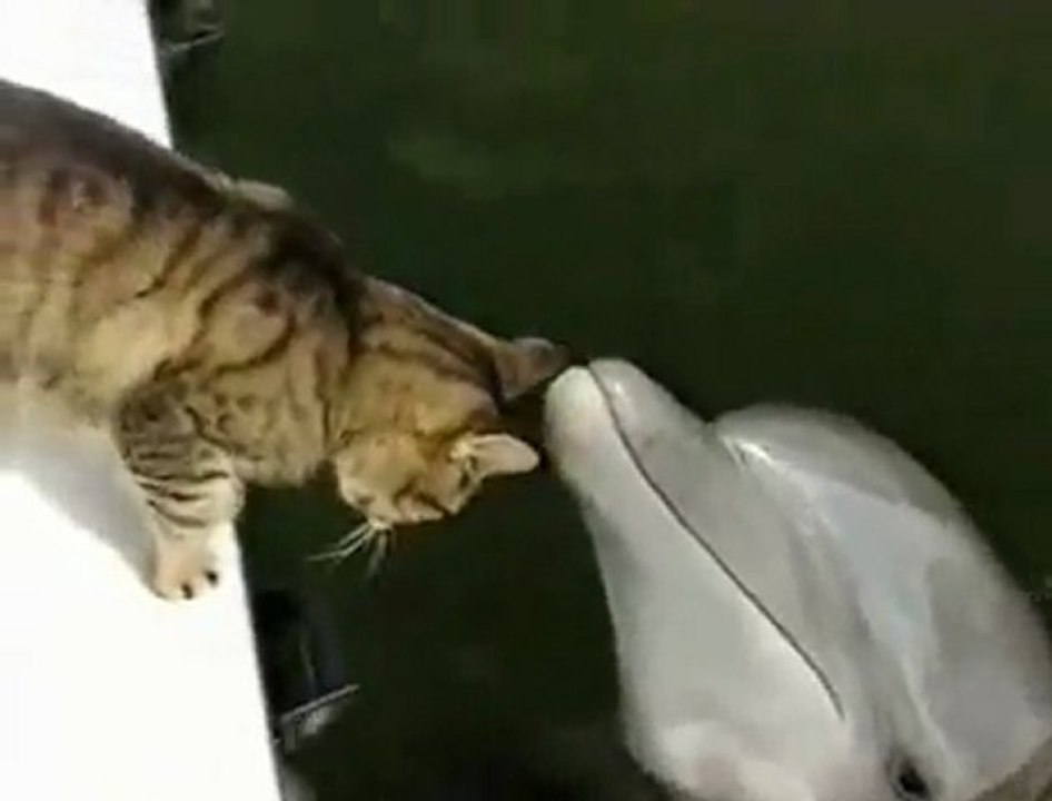 dolphin-meets-feline