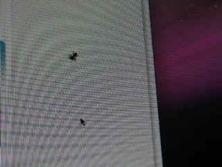 Attacco di ragno su computer