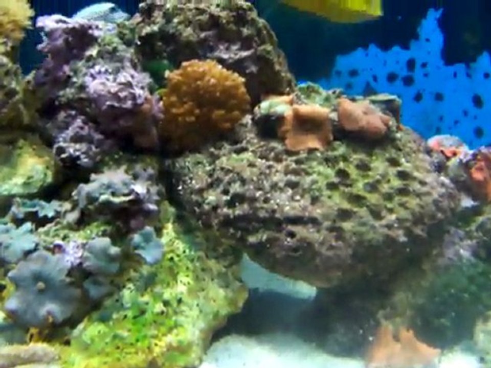 AQUARIUM RECIFAL 900 LITRES