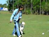 YouTube - Labrador Dusty Starting Off Leash Dogtra E collar Pager