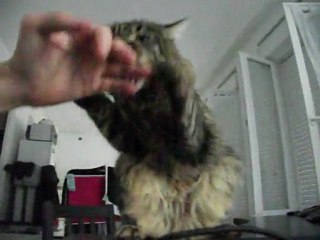 YACHA CHAT angora tigré