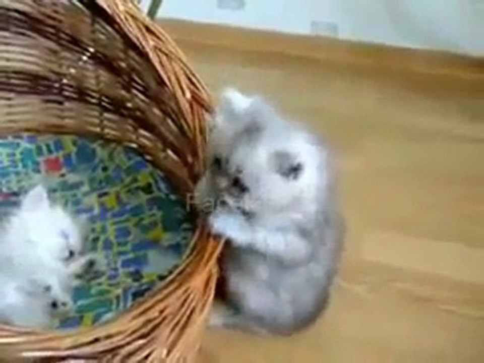 sevimli kediler :))