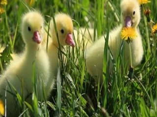 Ob-La-Di, Ob-La-Da - The Beatles