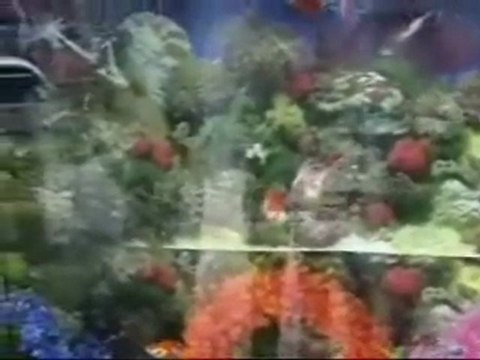 Okyanus Akvaryum Dünyası