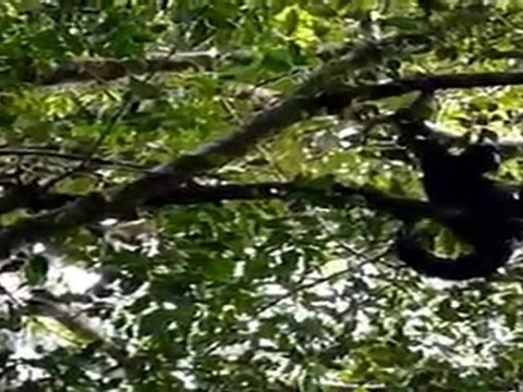 Singe Hurleur et Atèles en forêt de Guyane