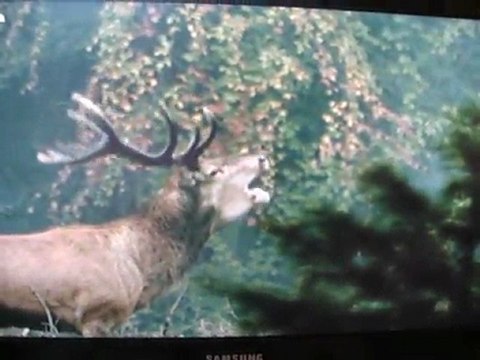 Cerf belge, pendant la période du brâme (1)