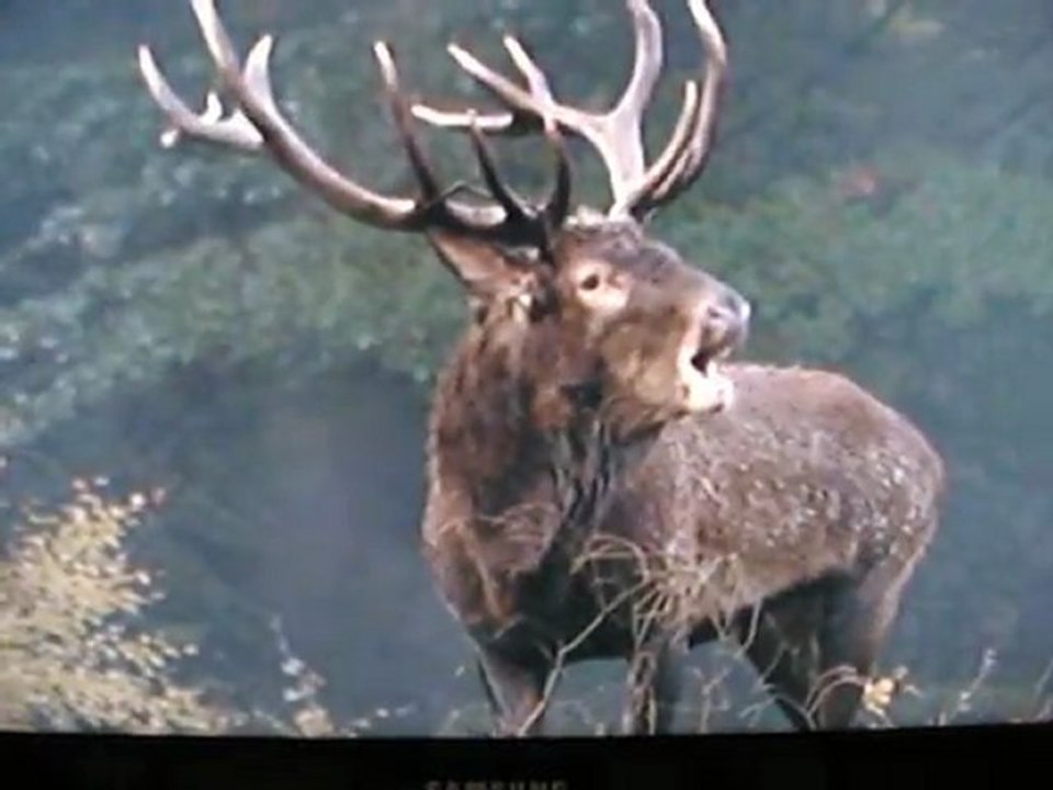Cerf belge, pendant la période du brâme (2)