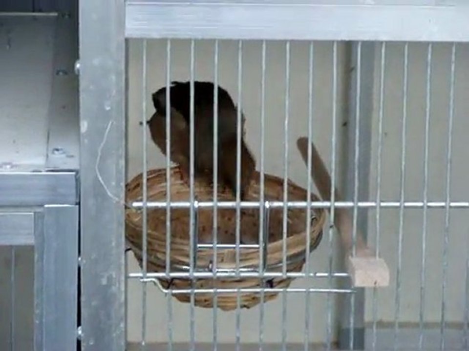 élevage gros bec 2011