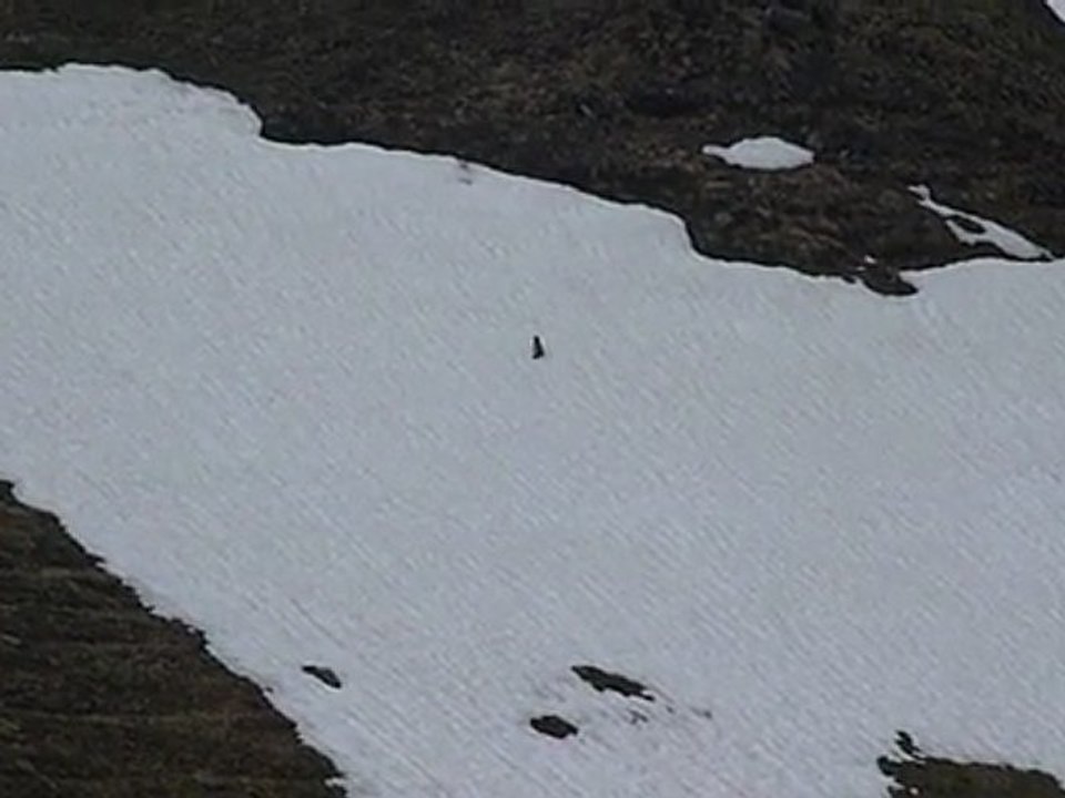 Marmotte