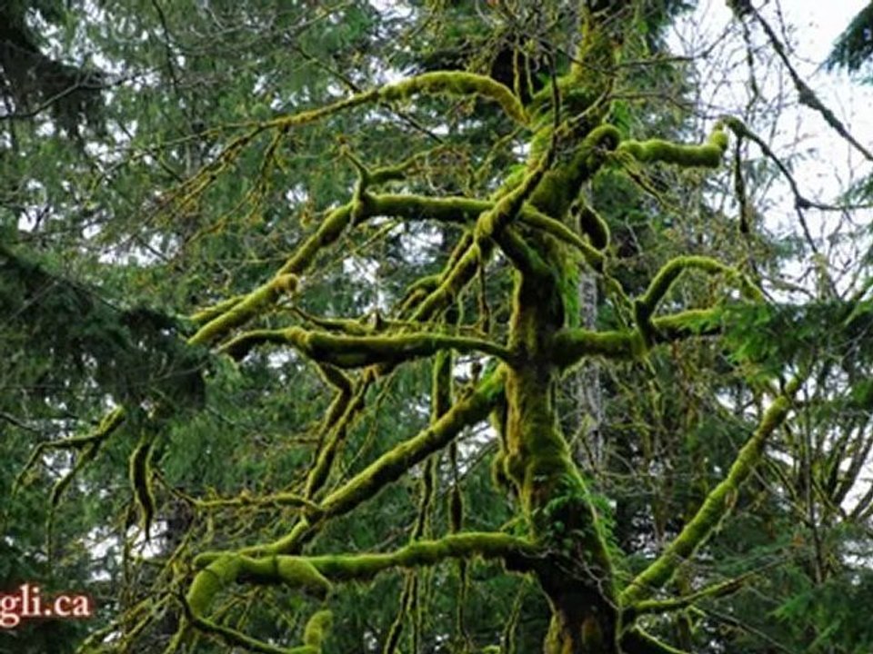Cliff Jumping Adventure in BC