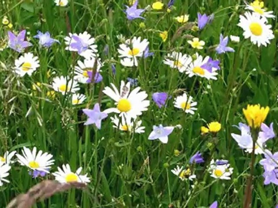 Psycherotique - Was habe ich nur getan