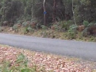 Ford Falcon Old - Targa Tasmania