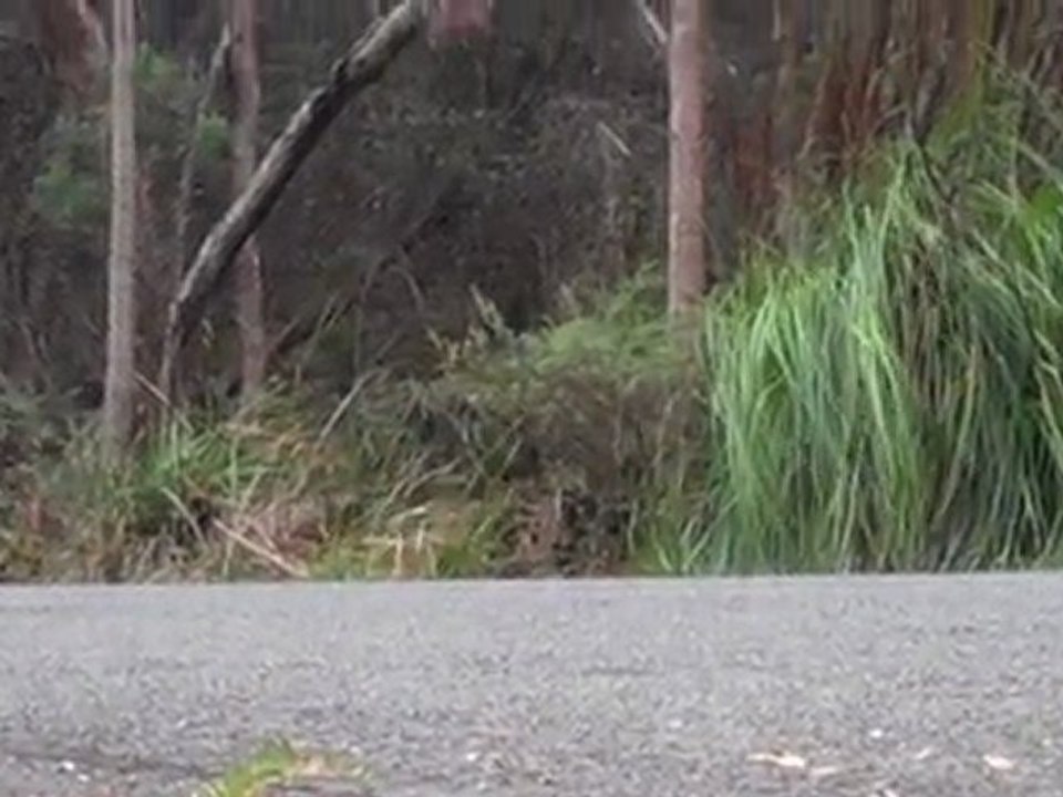 Ford Falcon GT - Targa Tasmania 2011