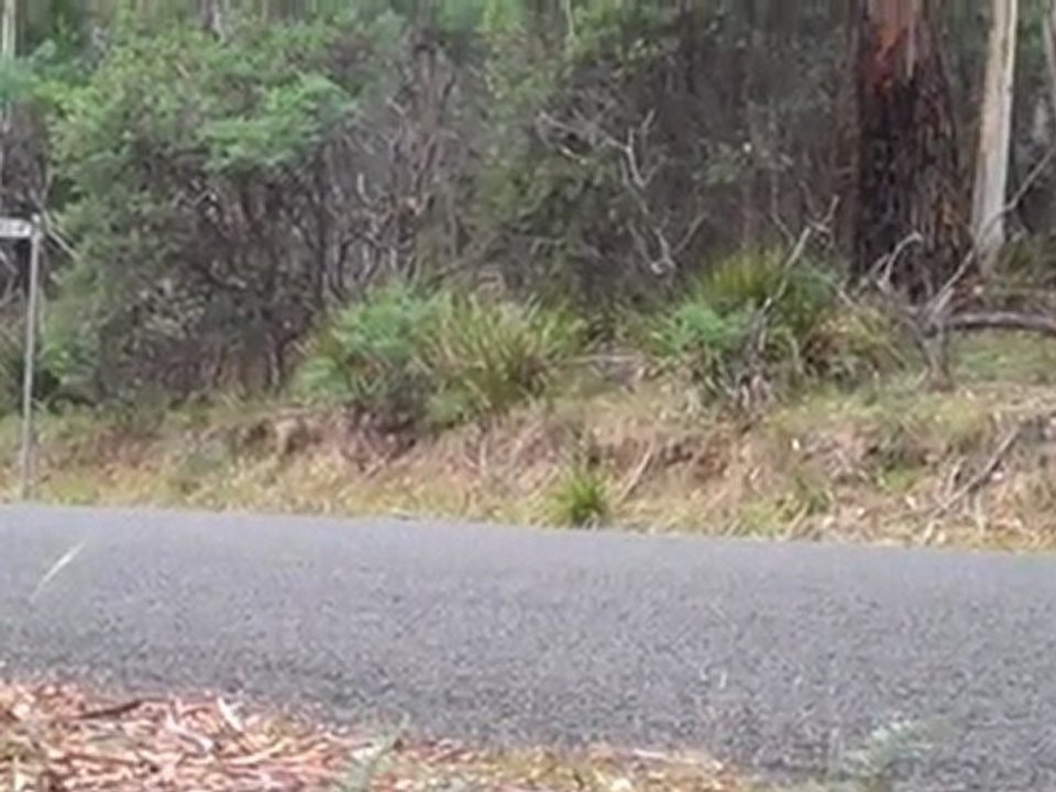 Lancer Fast - Targa Tasmania 2011