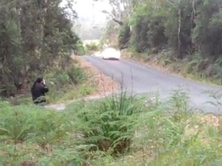 Porsche 911 - Targa Tasmania 2011