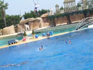 SPECTACLE DE DAUPHIN SUITE