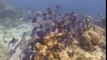 Oceana reclama más zonas marinas protegidas