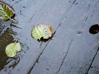 Elveda - Fırat Büyükbay