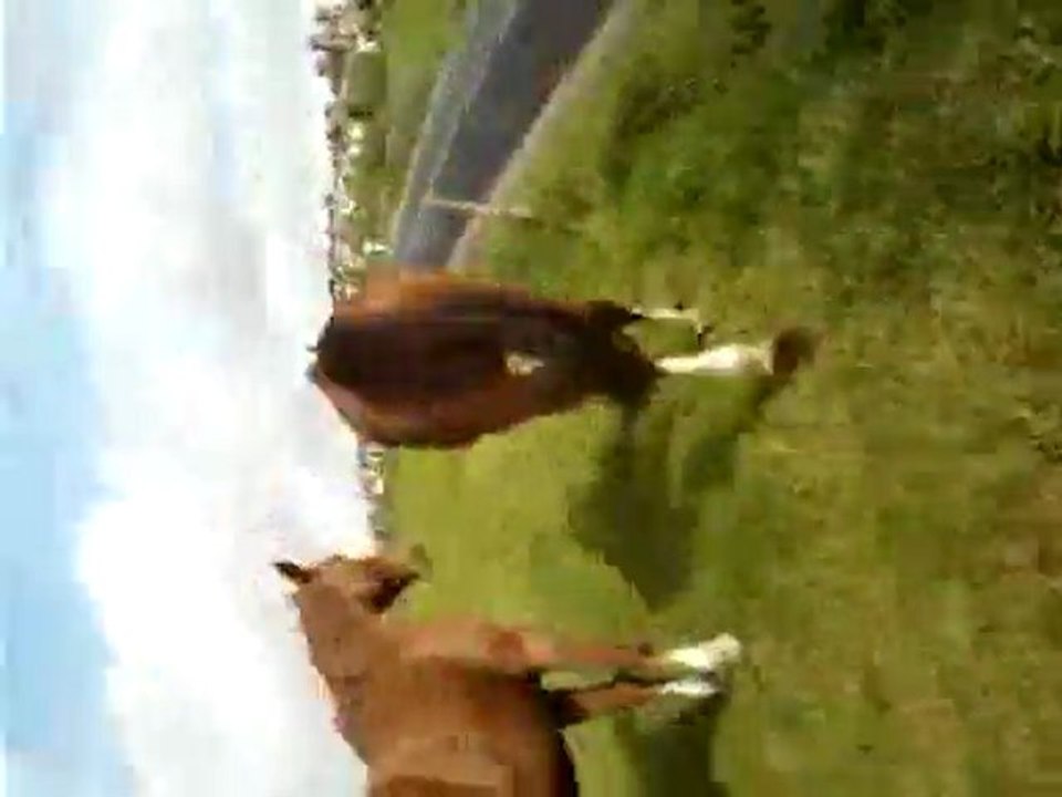 calin