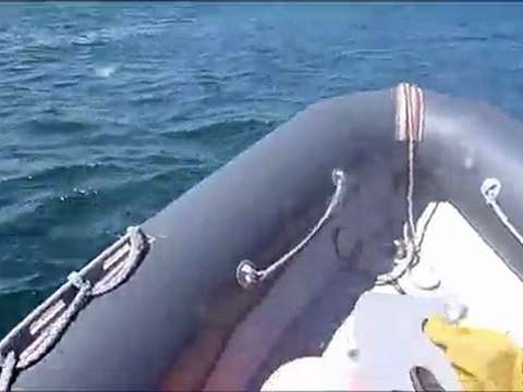 01 juin 2011 - Rencontre d'un banc de grands dauphins devant Barfleur