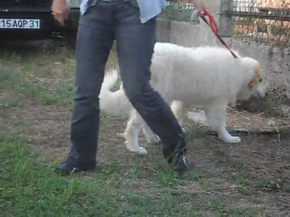 Elevage de la Vallée du Girou (F'Arrouye 4 mois)