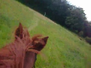 Galop avec pilote ♥