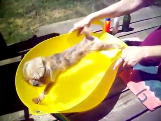 Dog Doesn't Want to Take a Bath