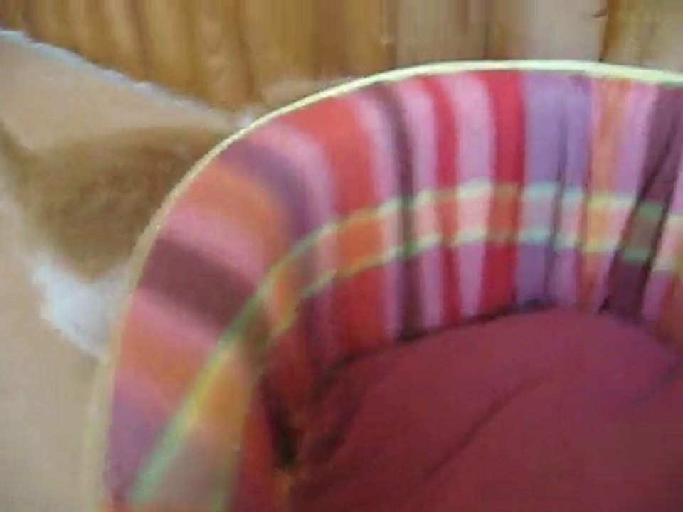 Crunch et Nuggets 020