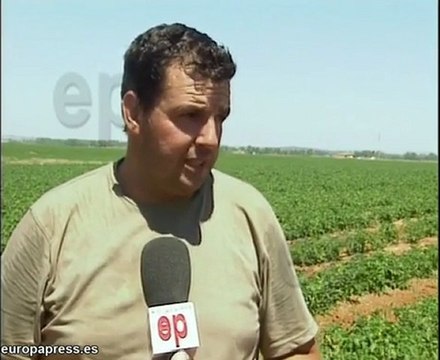 ASAJA prevé grander pérdidas en el tomate