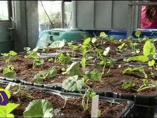 Création d'un jardin de poche à Pierre-de-Savoie