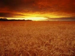 There will be Plenty of Rest --- The Harvest Ripe ---- Song