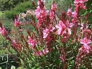 Jardin : La Frelonnière à Caillière-St-Hilaire