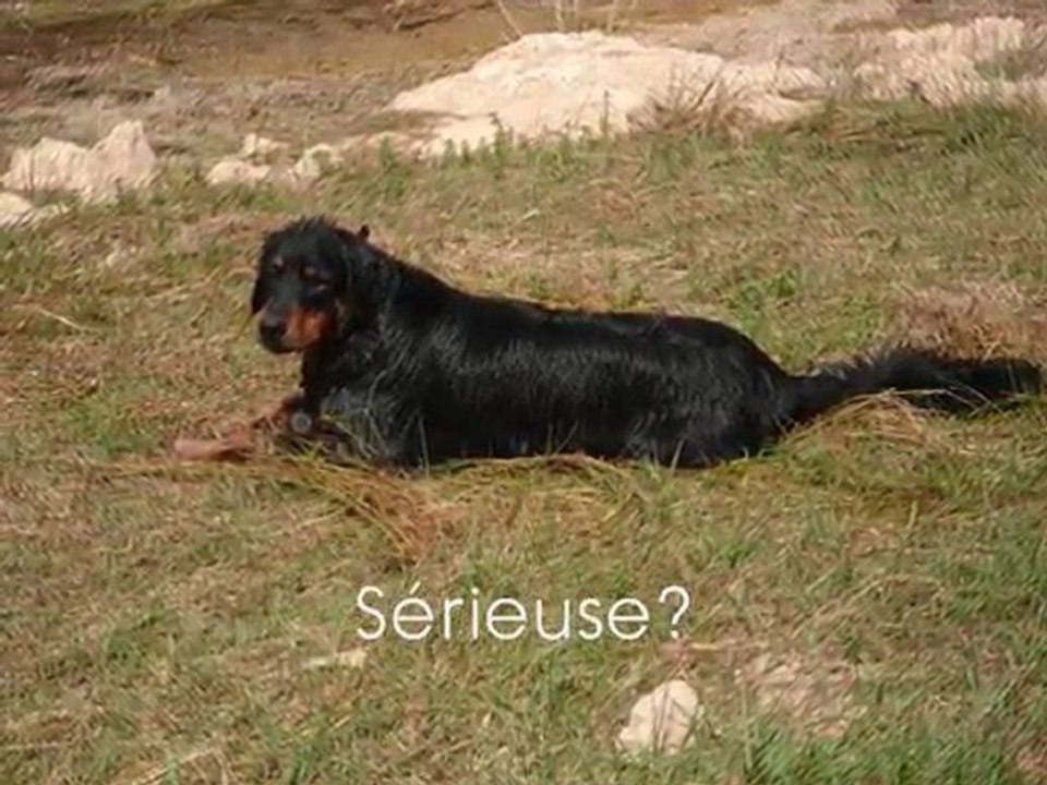 balade revest version chiens